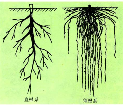 竹子的根系|竹子的根是直根系还是须根系？